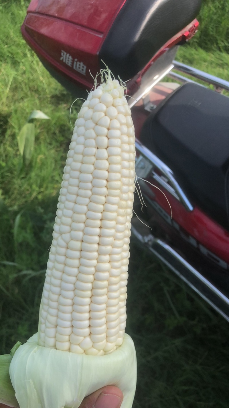 玉米