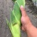 玉米