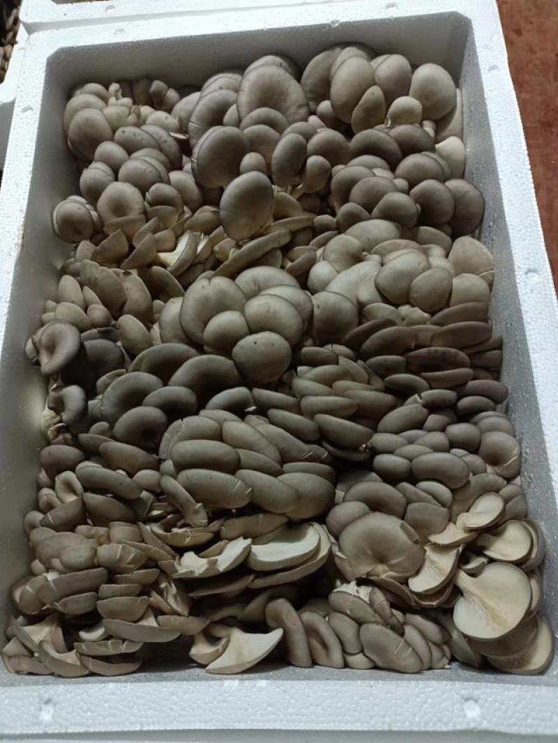 精品小叶平菇