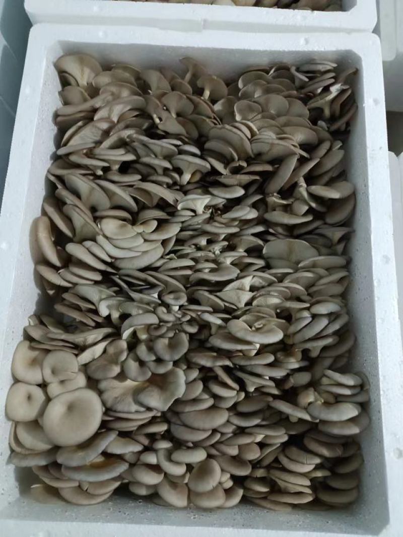精品小叶平菇