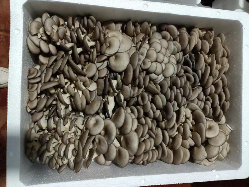 精品小叶平菇