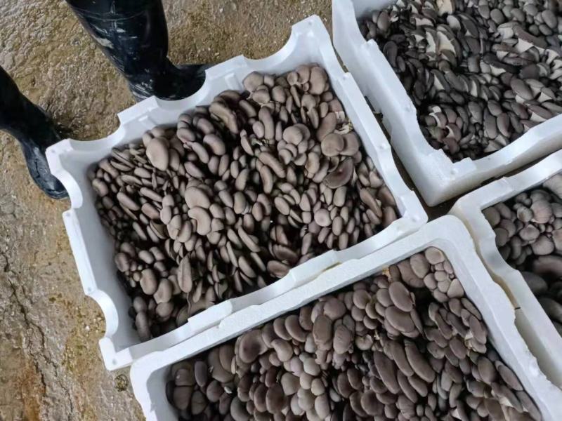 精品小叶平菇