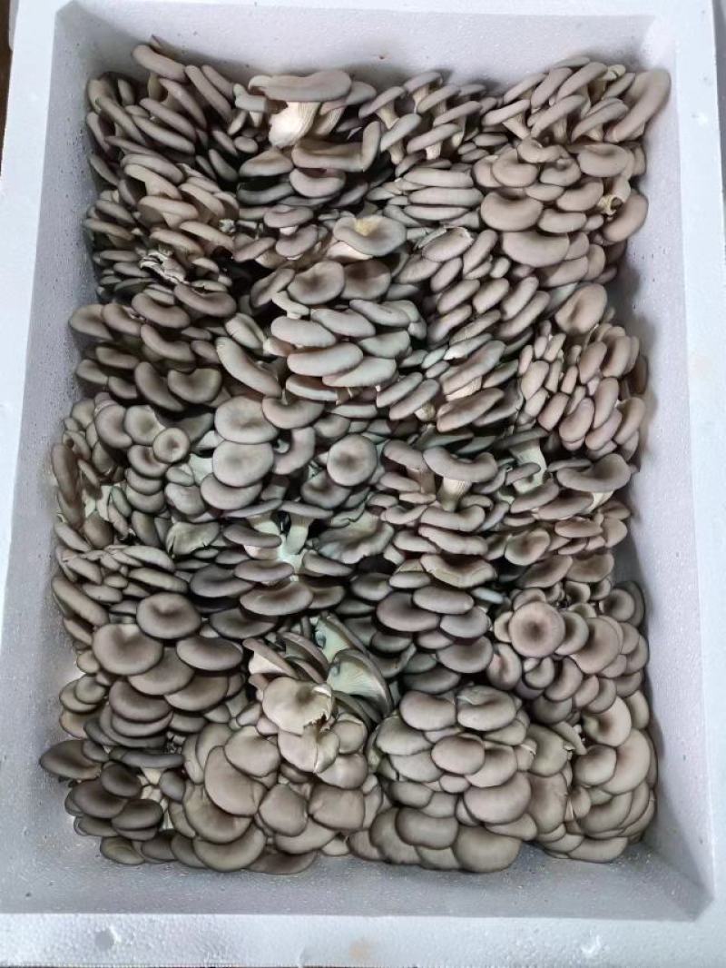精品小叶平菇