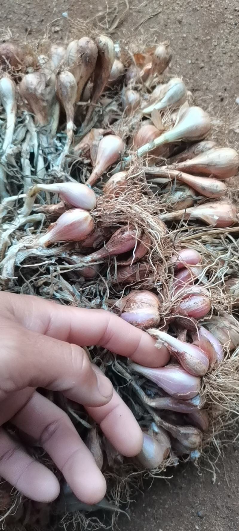 有大量铁杆小香葱禾出，有需要的老板可以找我。