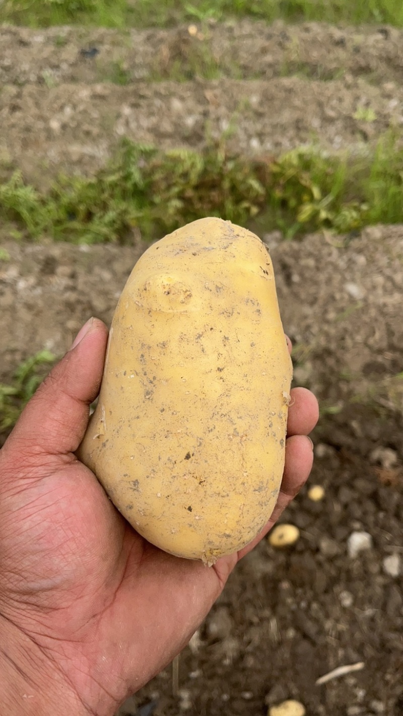 土豆