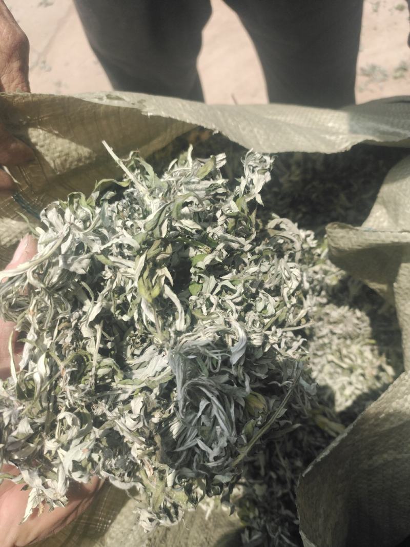 艾叶纯叶山东临沂产地直销干净无杂质颜色青绿色