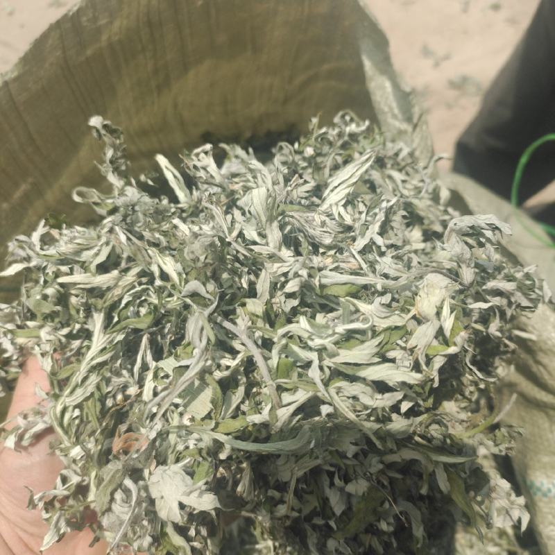 艾叶纯叶山东临沂产地直销干净无杂质颜色青绿色