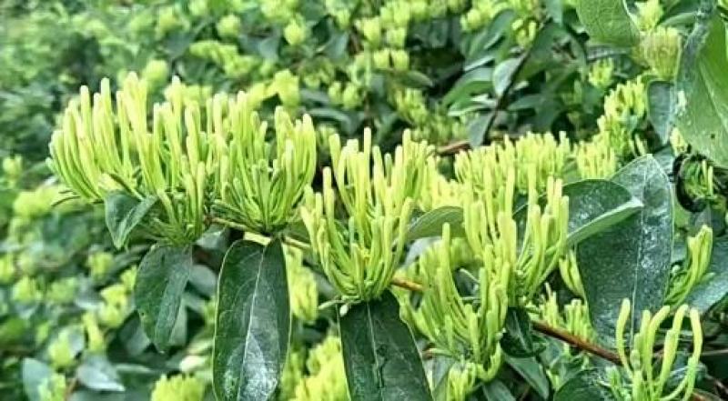 金银花嫁接种苗（寸苗）