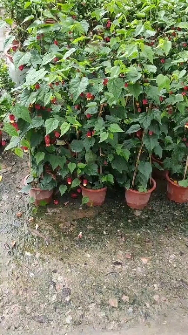 宫灯笼花苗60一80高