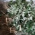 金银花嫁接种苗（寸苗）湖南邵阳隆回
