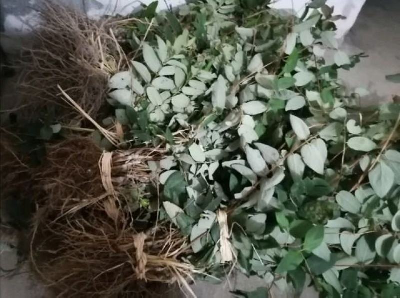 金银花嫁接种苗（寸苗）湖南邵阳隆回