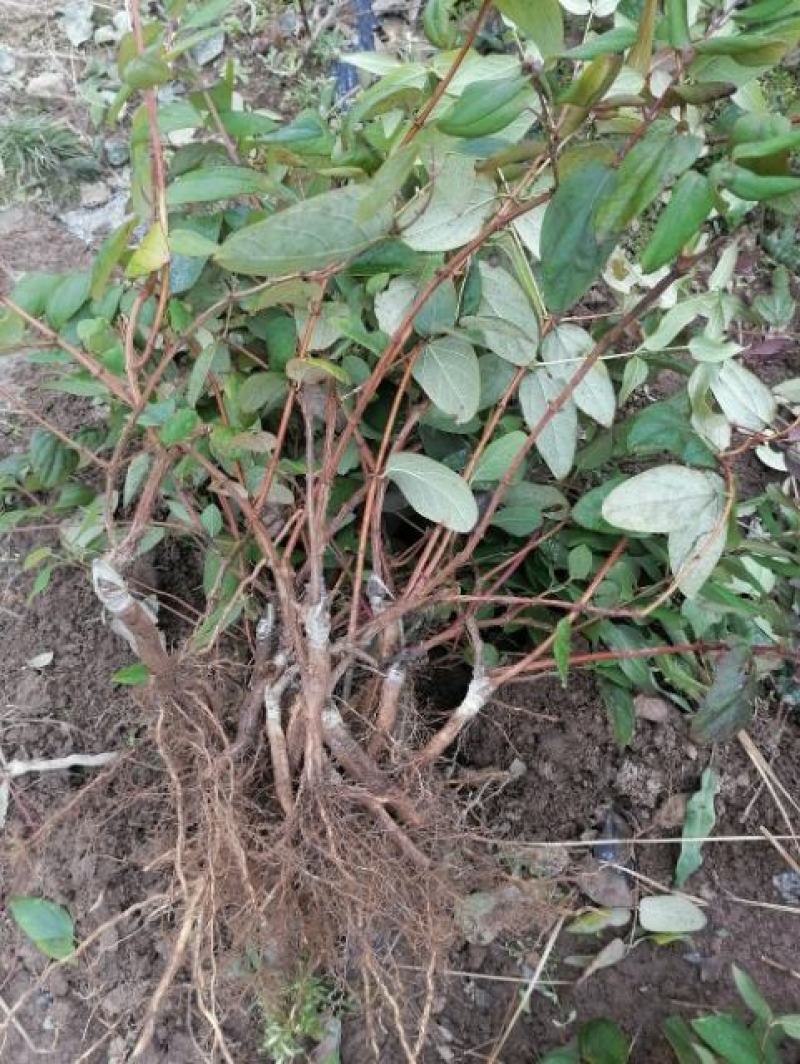 金银花嫁接种苗（寸苗）湖南邵阳隆回