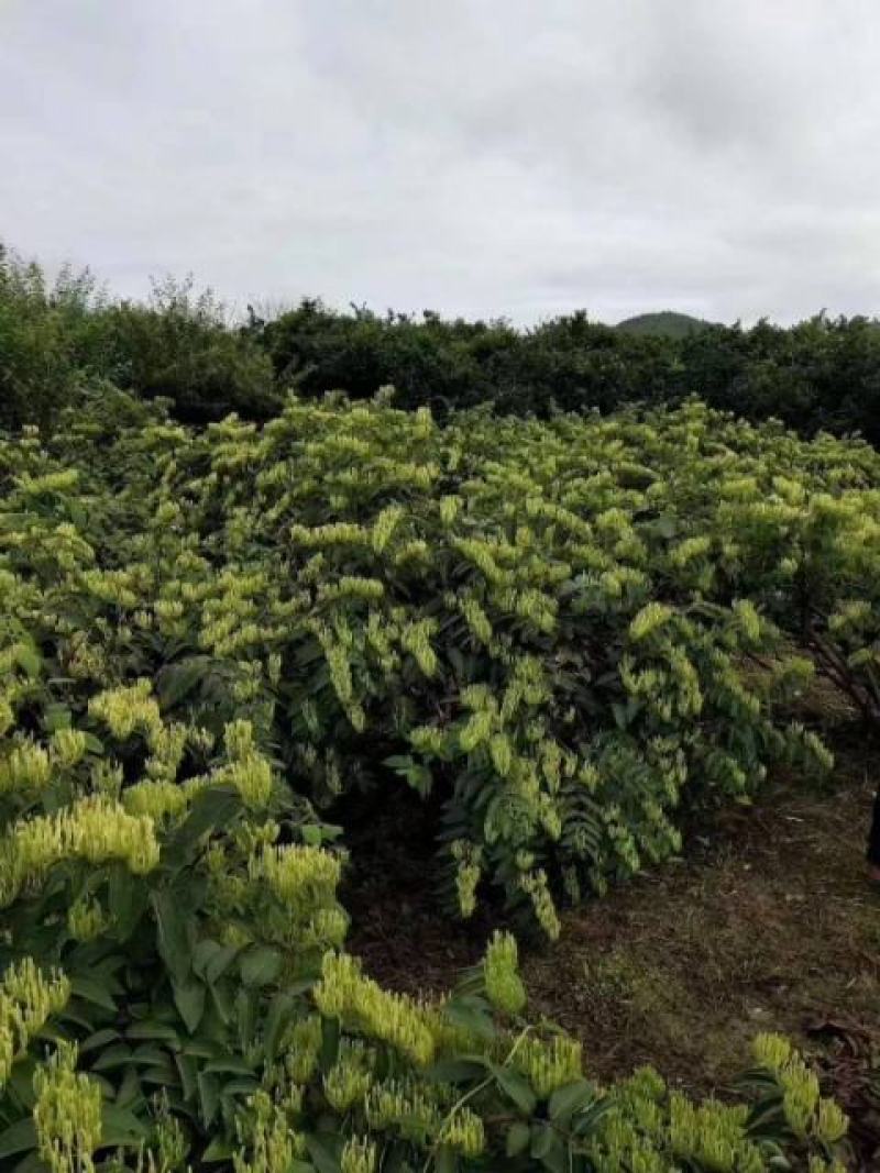 金银花嫁接种苗（寸苗）湖南邵阳隆回