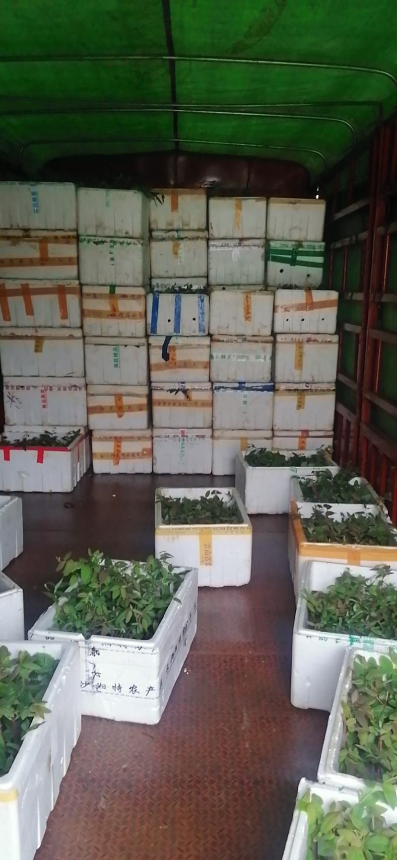 金银花嫁接种苗（寸苗）湖南邵阳隆回