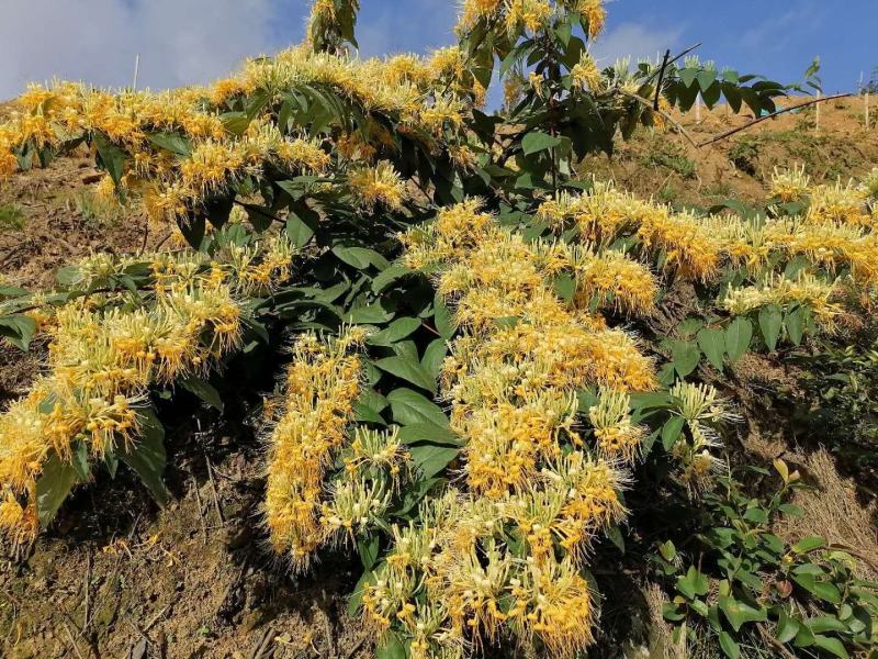 金银花嫁接种苗（寸苗）湖南邵阳隆回