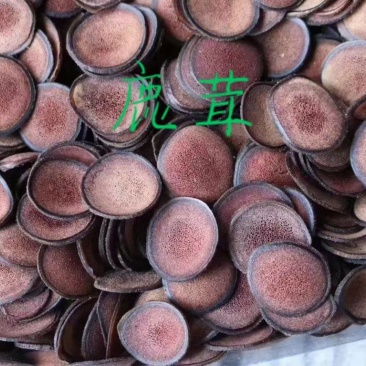 梅花鹿茸................