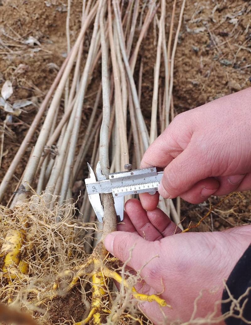 黄柏苗苗圃基地自产自销黄柏树苗绿化造林优选品种