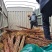 黄柏苗苗圃基地自产自销黄柏树苗绿化造林优选品种