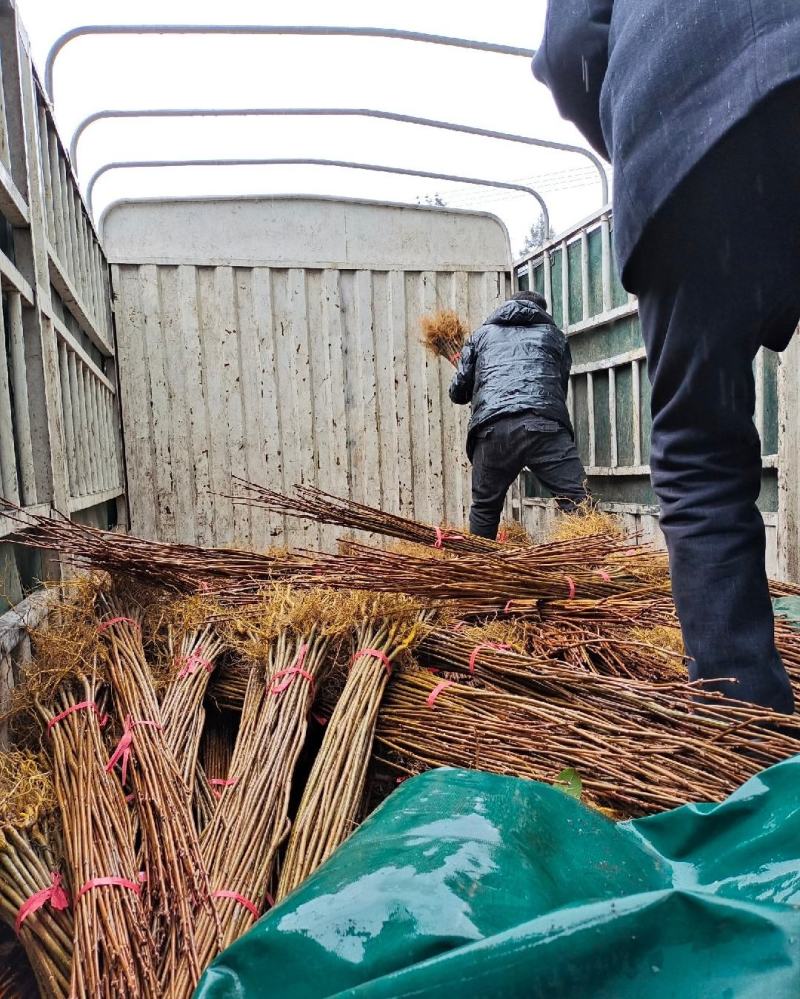 黄柏苗苗圃基地自产自销黄柏树苗绿化造林优选品种