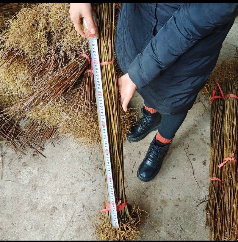 黄柏苗苗圃基地自产自销黄柏树苗绿化造林优选品种