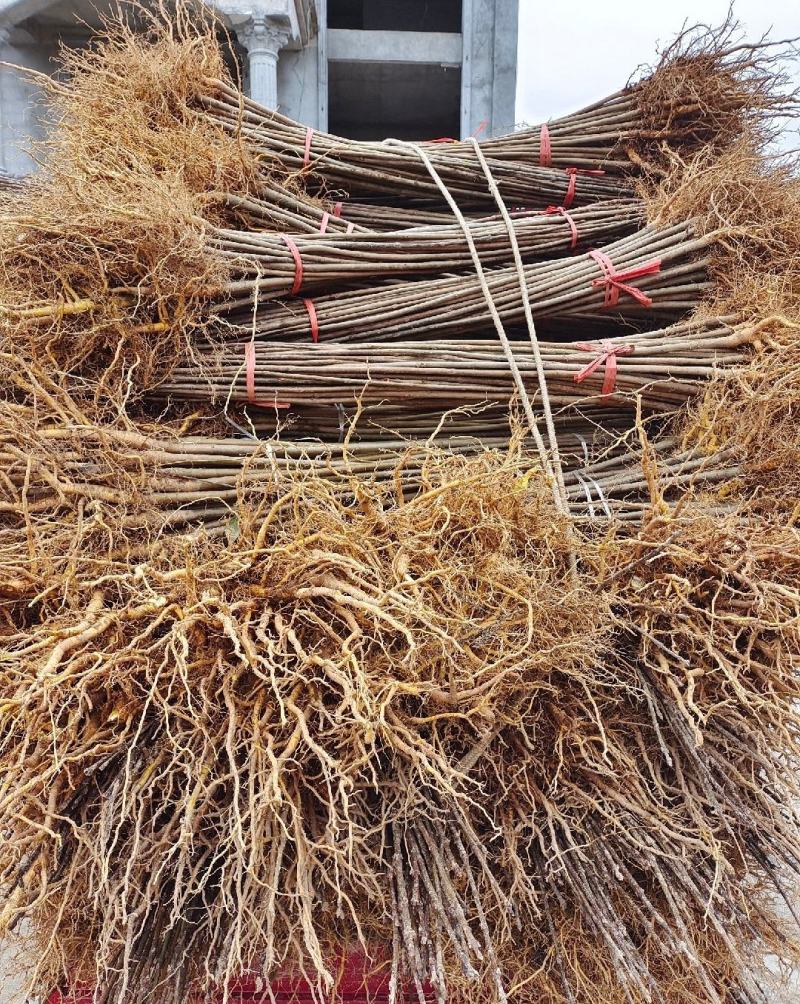 黄柏苗苗圃基地自产自销黄柏树苗绿化造林优选品种