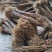黄柏苗苗圃基地自产自销黄柏树苗绿化造林优选品种