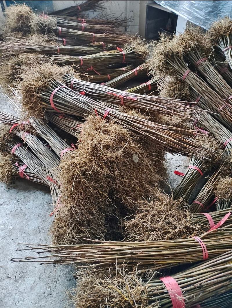 黄柏苗苗圃基地自产自销黄柏树苗绿化造林优选品种