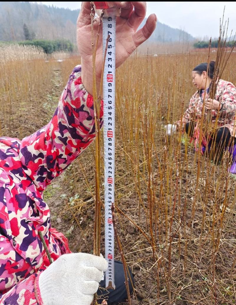 黄柏苗苗圃基地自产自销黄柏树苗绿化造林优选品种
