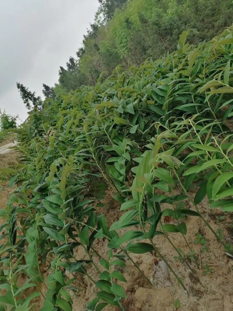 玉竹玉竹种植简单2年一收（湖南邵阳隆回全国包邮