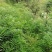 玉竹玉竹种植简单2年一收（湖南邵阳隆回全国包邮