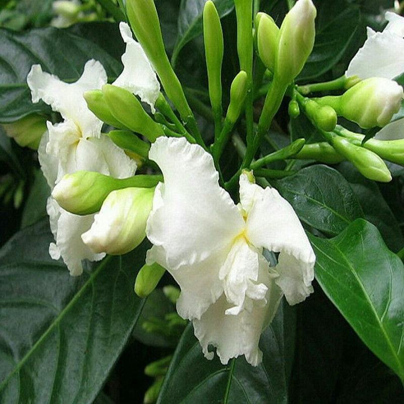 狗牙花盆栽重瓣水晶茉莉丁香茉莉花四季开花植物花卉庭院