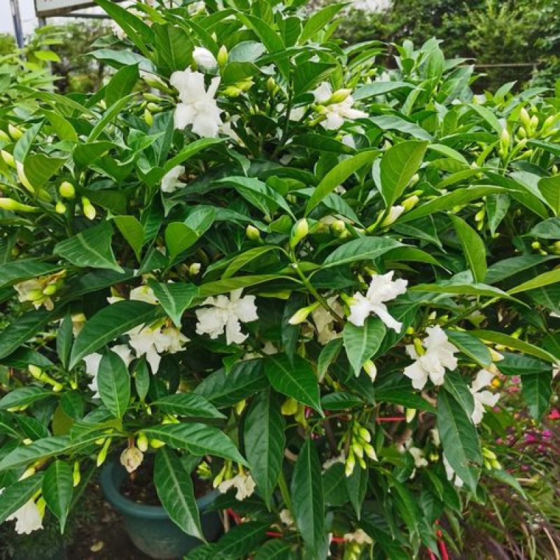 狗牙花盆栽重瓣水晶茉莉丁香茉莉花四季开花植物花卉庭院