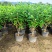狗牙花盆栽重瓣水晶茉莉丁香茉莉花四季开花植物花卉庭院
