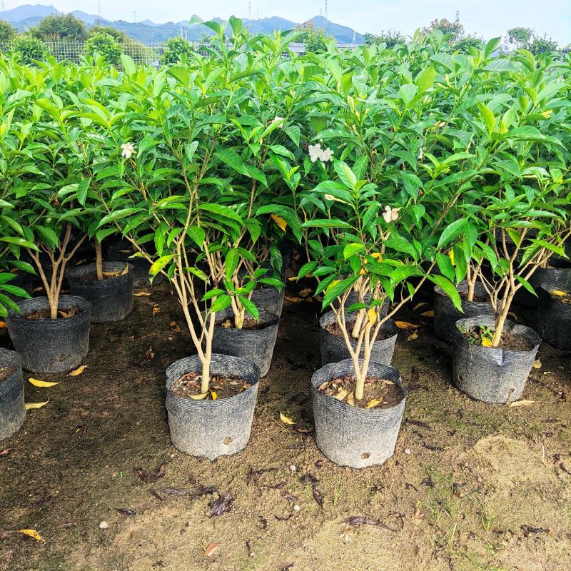 狗牙花盆栽重瓣水晶茉莉丁香茉莉花四季开花植物花卉庭院