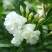 狗牙花盆栽重瓣水晶茉莉丁香茉莉花四季开花植物花卉庭院