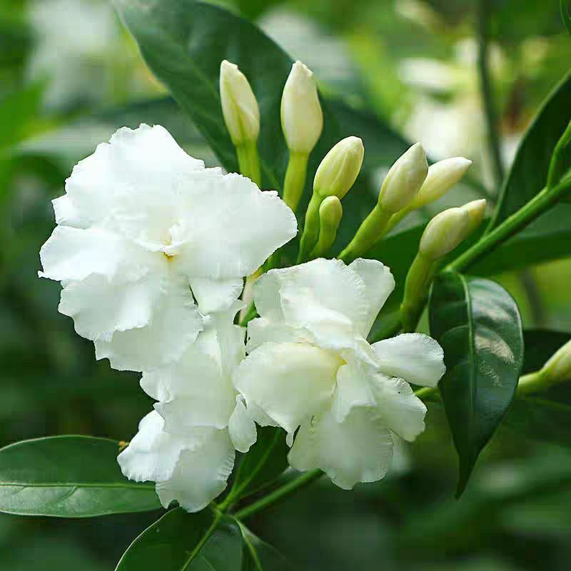 狗牙花盆栽重瓣水晶茉莉丁香茉莉花四季开花植物花卉庭院