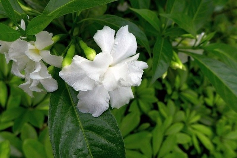 狗牙花盆栽重瓣水晶茉莉丁香茉莉花四季开花植物花卉庭院