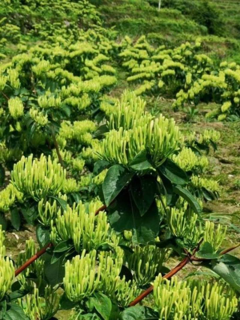 湖南邵阳隆回县产地产地金银花嫁接种苗