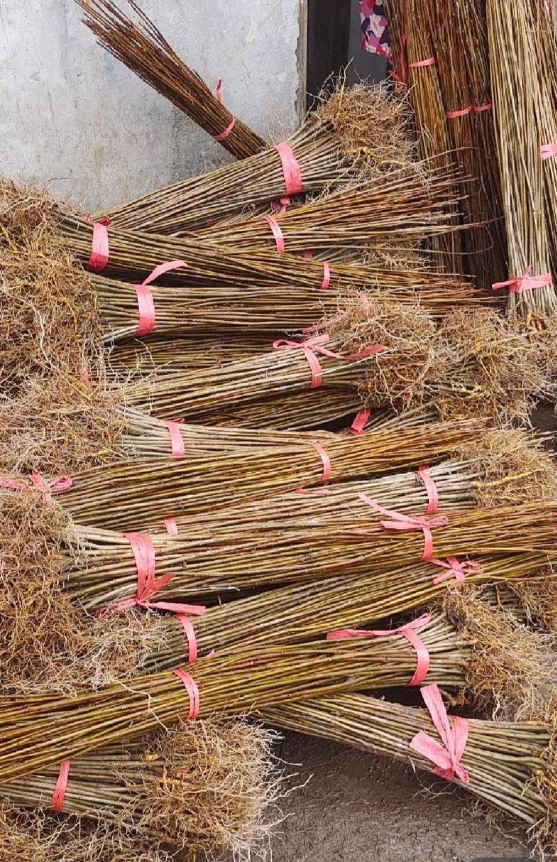 黄柏苗苗圃基地自产自销黄柏树苗绿化造林优选品种