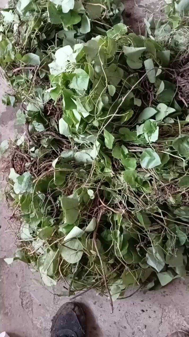 千金藤苗现挖现发顺丰快递发货保鲜包装
