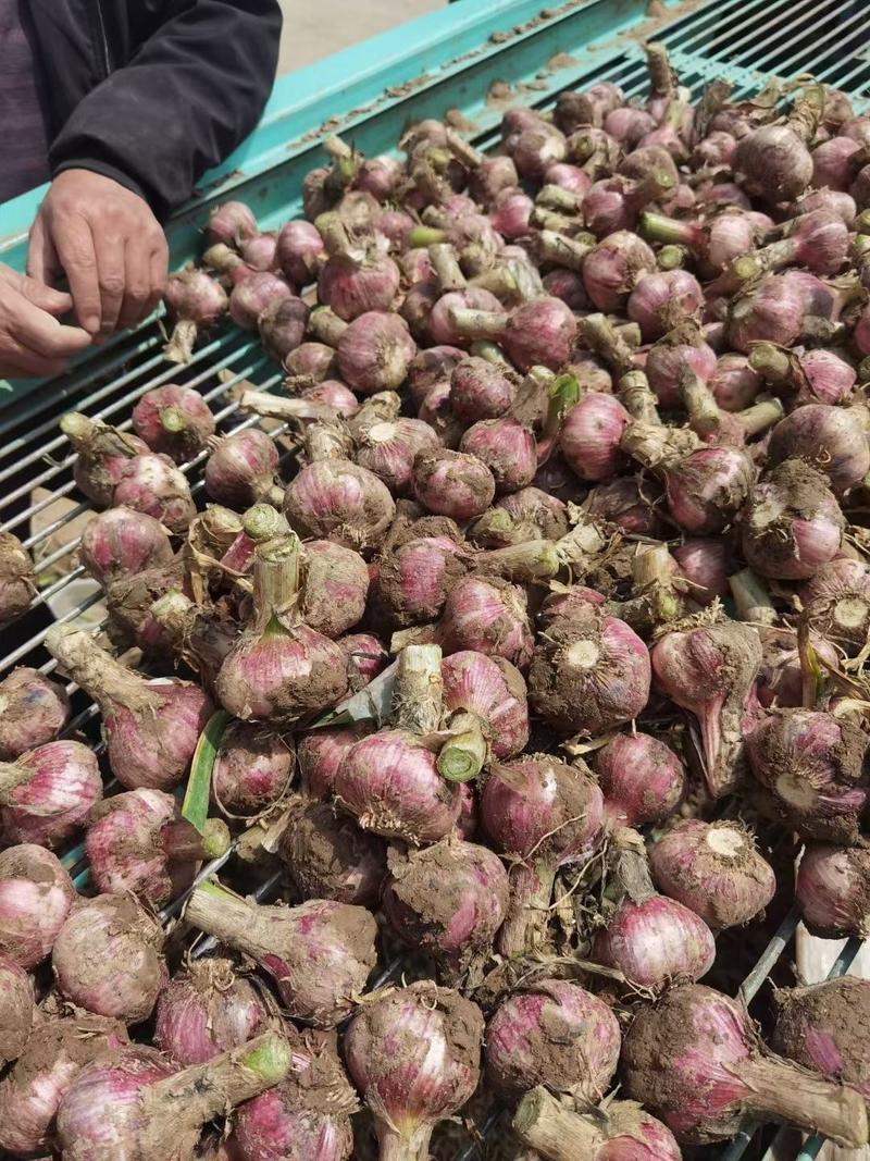 河南紫皮鲜大蒜，产区鲜大蒜，把子蒜扒皮蒜，电商超市，市场