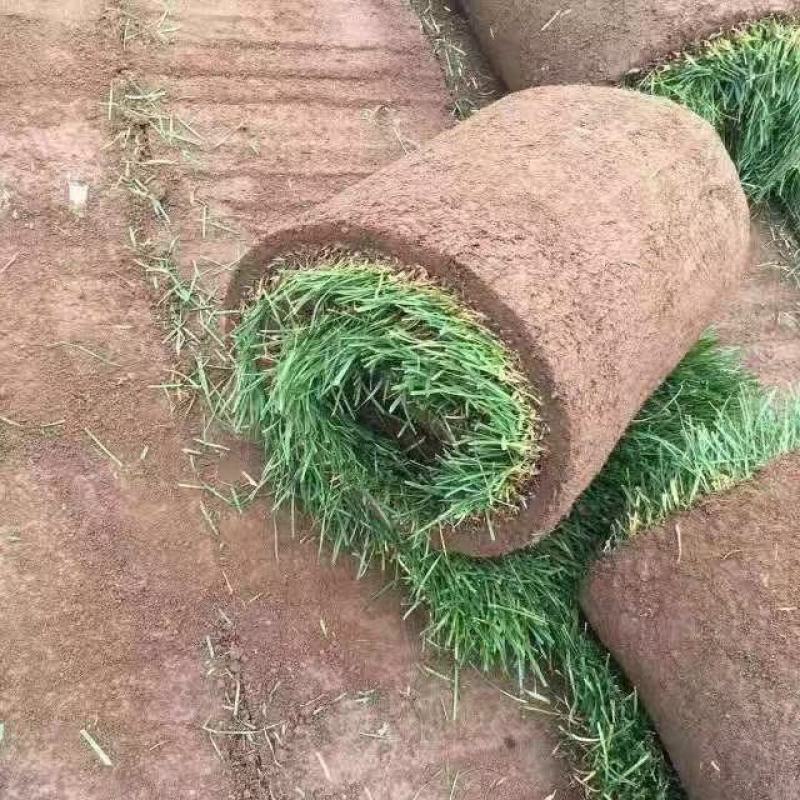 草坪草冷季节草皮.东北耐寒绿化草坪.早熟禾优异量大优惠