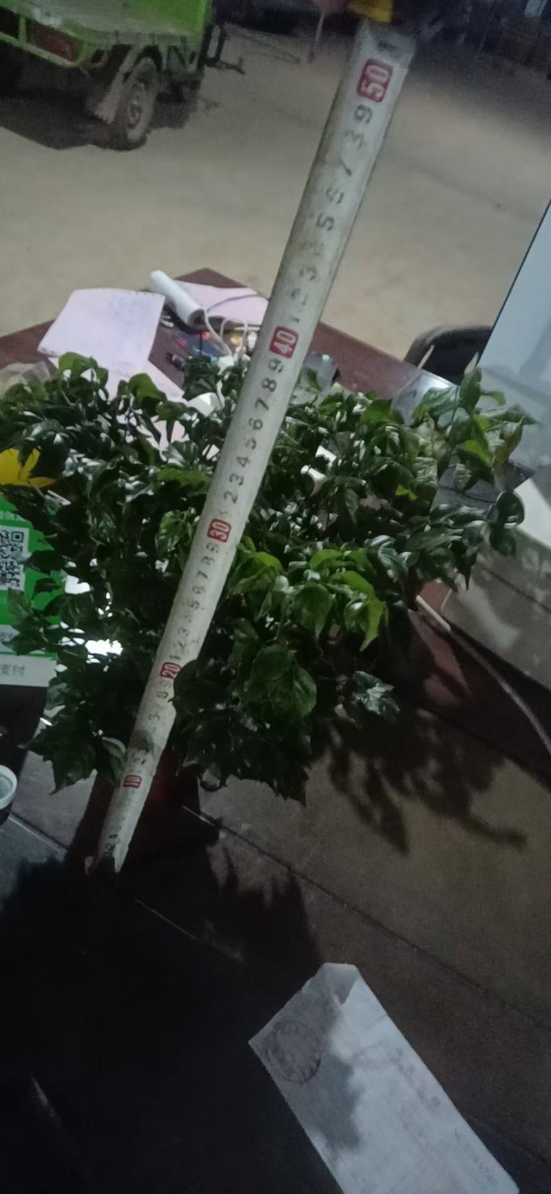 幸福树基地直销叶老冒大物美价廉全国一件代发