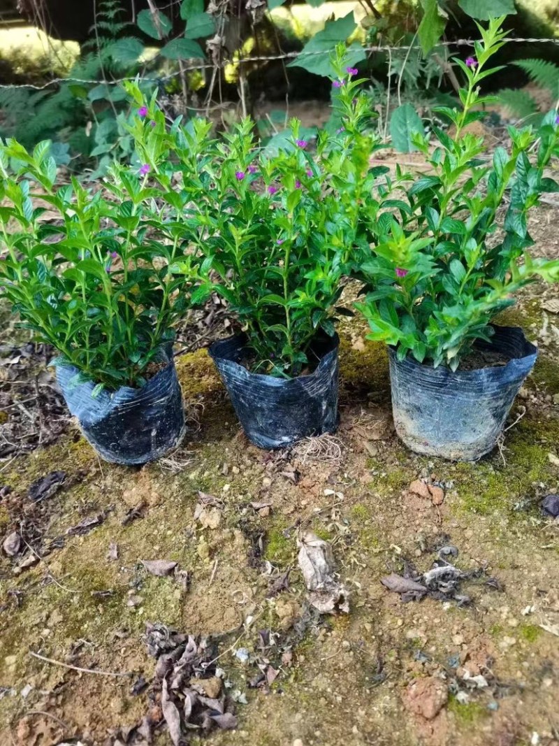 大量满天星七斤袋出售