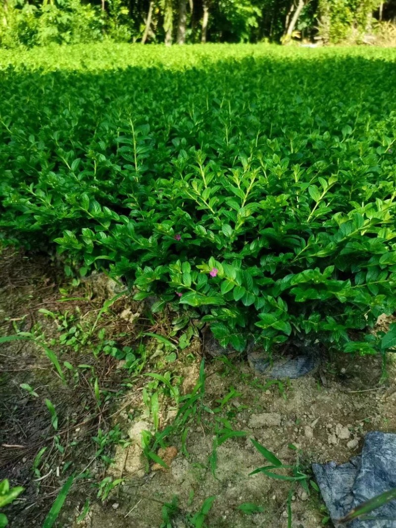 大量满天星七斤袋出售