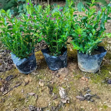 大量满天星七斤袋出售