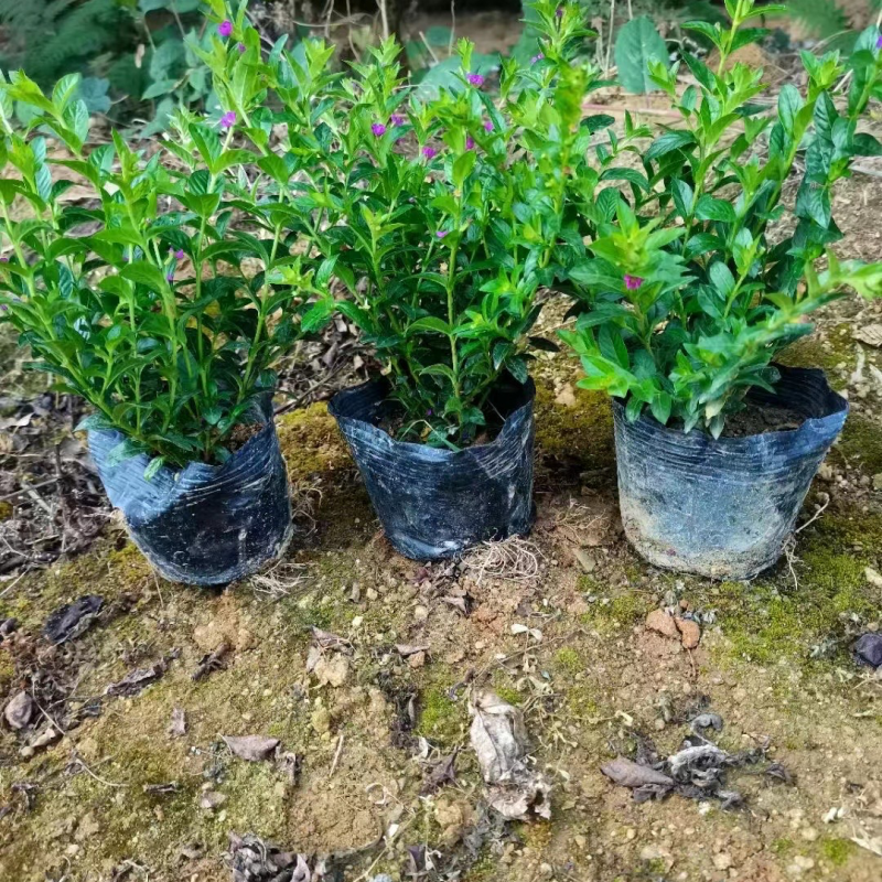 大量满天星七斤袋出售