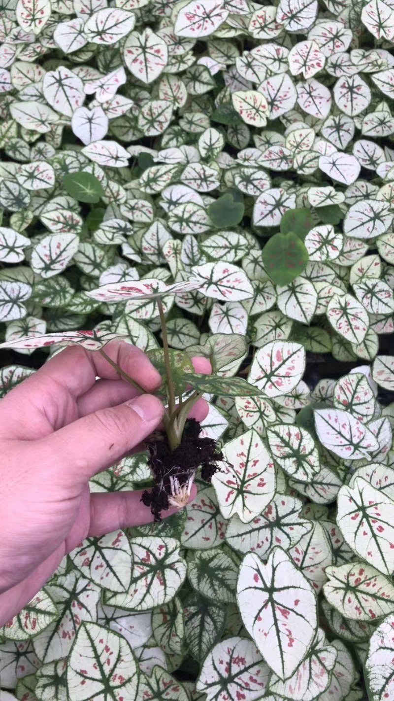 彩叶芋：易种易活的家养花草。美丽多变的叶子，绚丽多彩。