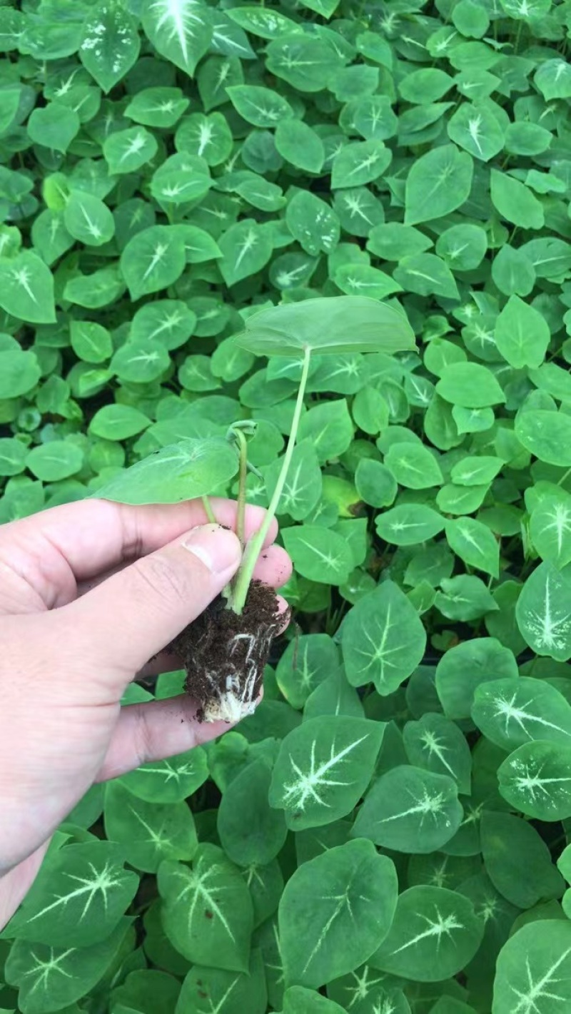 彩叶芋：易种易活的家养花草。美丽多变的叶子，绚丽多彩。