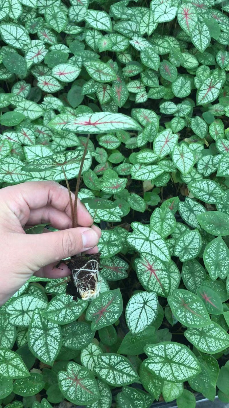 彩叶芋：易种易活的家养花草。美丽多变的叶子，绚丽多彩。